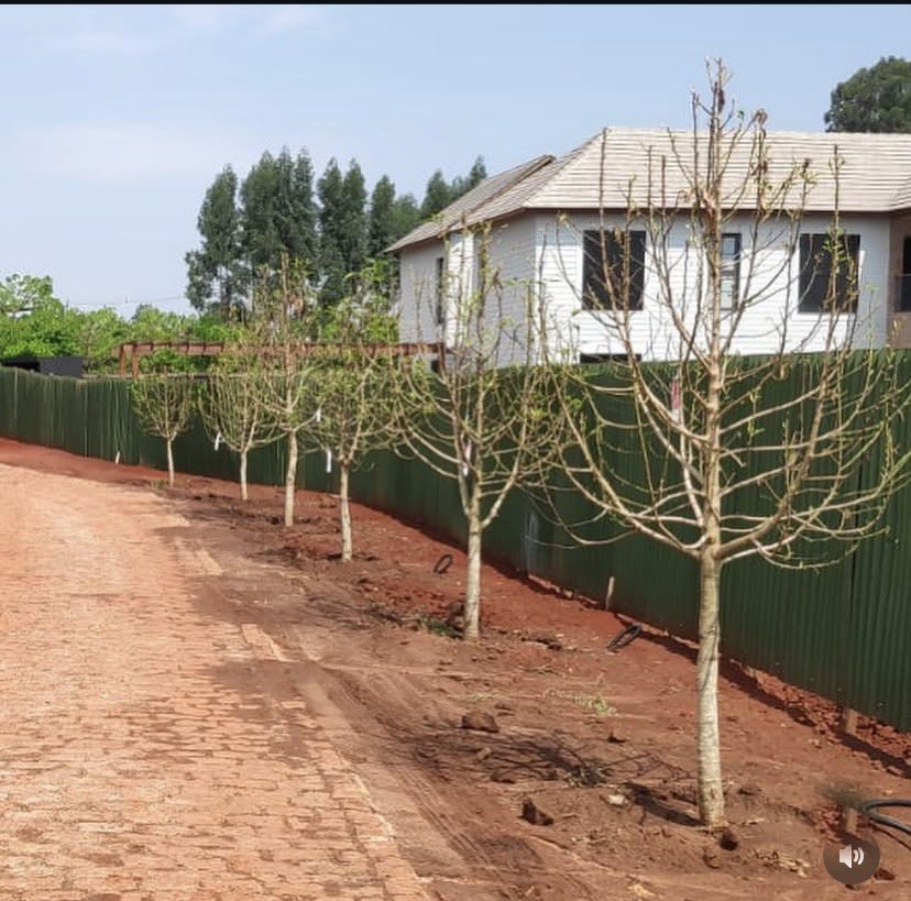 Alameda com árvores recém-plantadas durante a execução do paisagismo