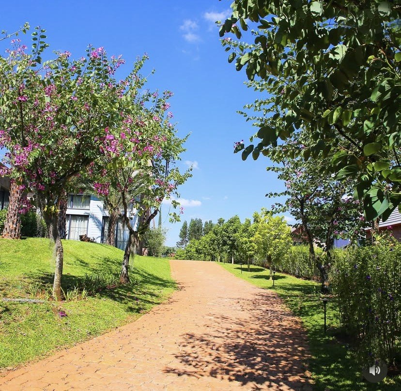 Alameda arborizada com gramado e árvores floridas